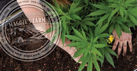 weed shops in manitou springs colorado|Maggies Farm